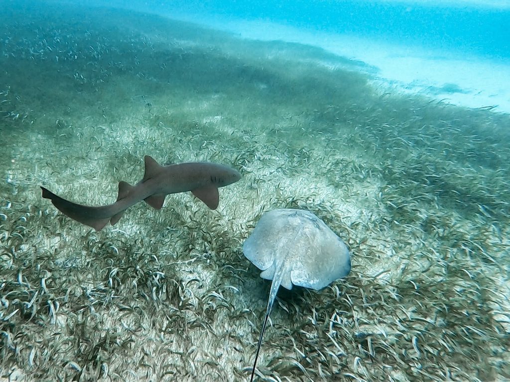 žralok fúzatý v Belize