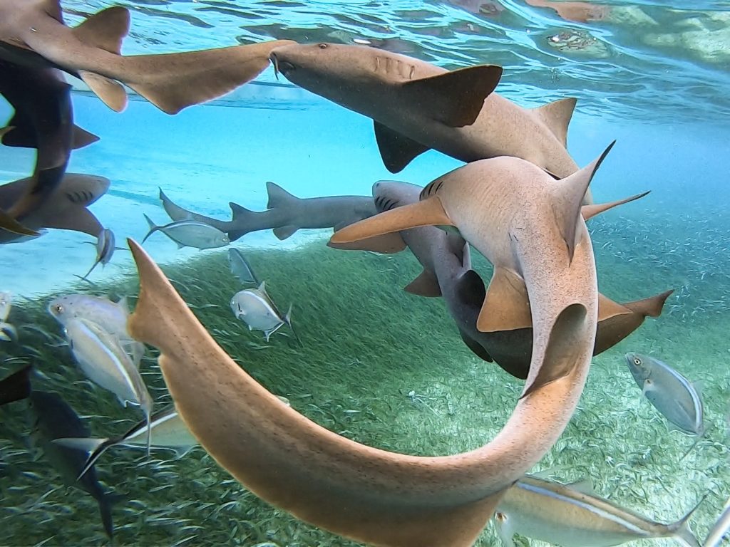 Belize žralok