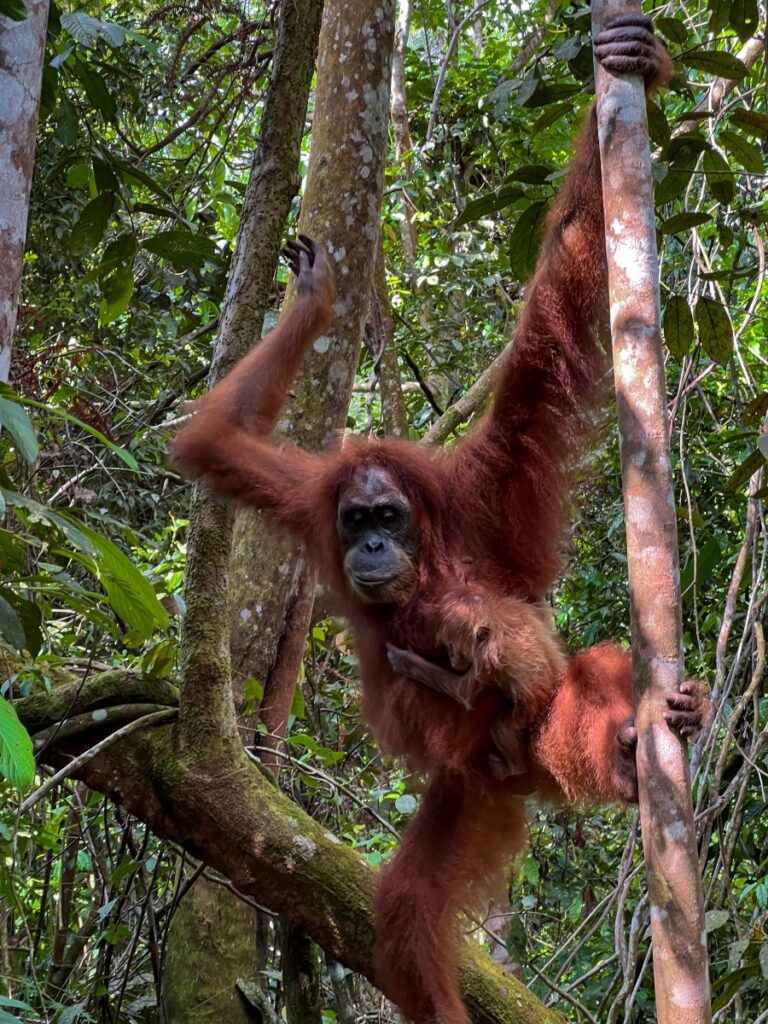 Dobrodružná Indonézia orangutan