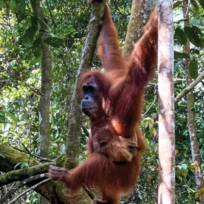 Orangutan Dobrodružná Indonézia poznávací trip