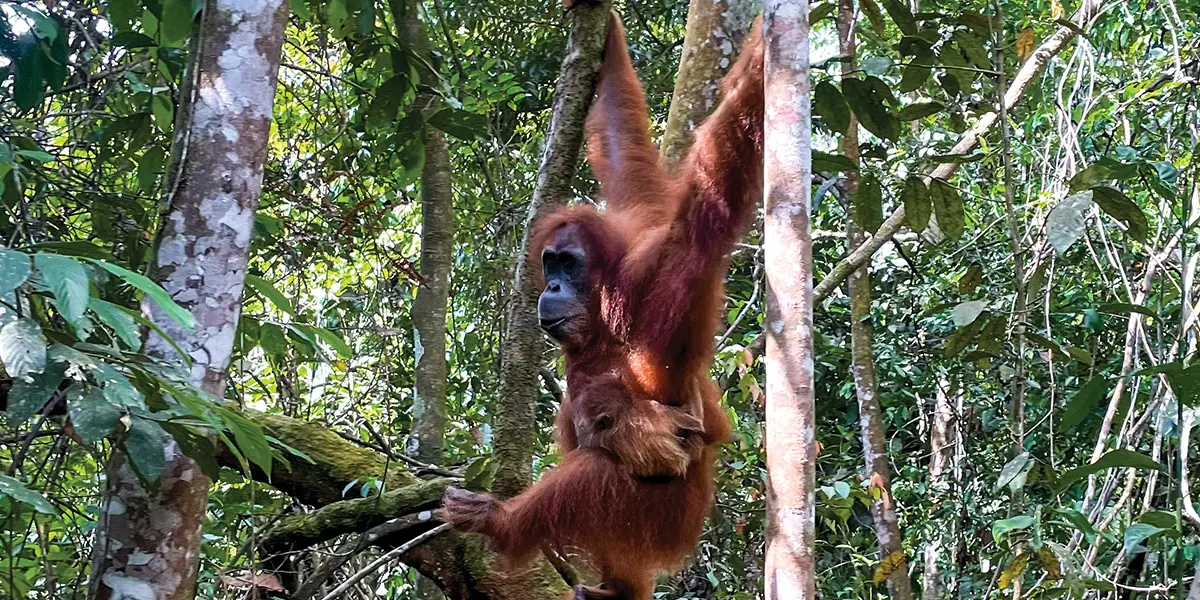 Orangutan Dobrodružná Indonézia poznávací trip