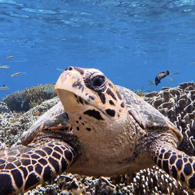 Zájazd Malajzia Singapur Indonézia NP Komodo plavba šnorchlovanie s korytnačkami