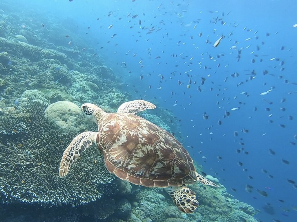 Seychely poznávací zájazd šnorchlovanie