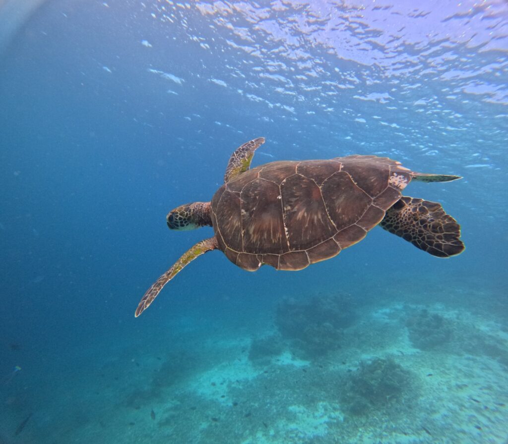 Bali Komodo plavba zájazd korytnačka
