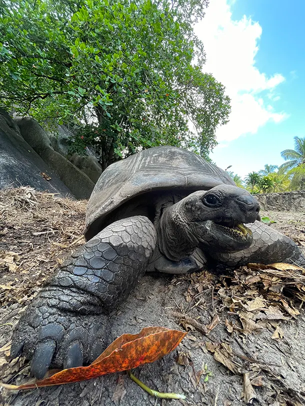 Seychely poznávací zájazd korytnačka obrovská La Digue