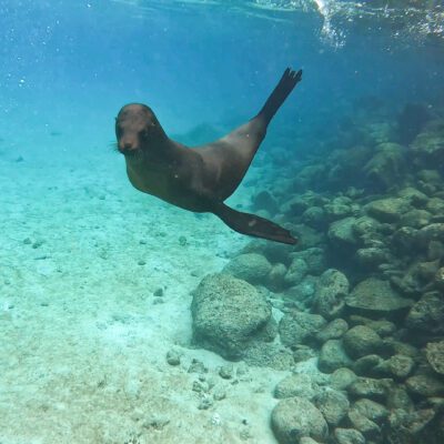 Poznávací zájazd Galapágy plávanie s uškatcami