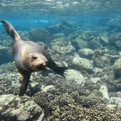Poznávací zájazd Galapágy plávanie s uškatcami