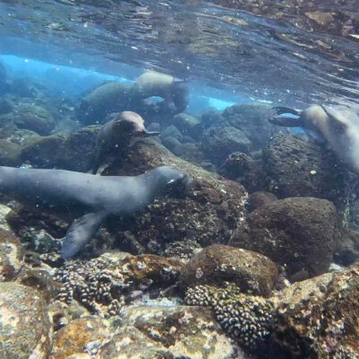Poznávací zájazd Galapágy plávanie s uškatcami