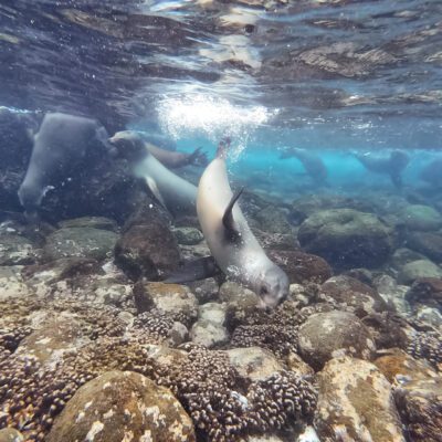 Poznávací zájazd Galapágy plávanie s uškatcami
