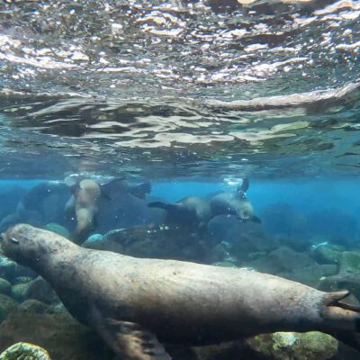 Poznávací zájazd Galapágy plávanie s uškatcami