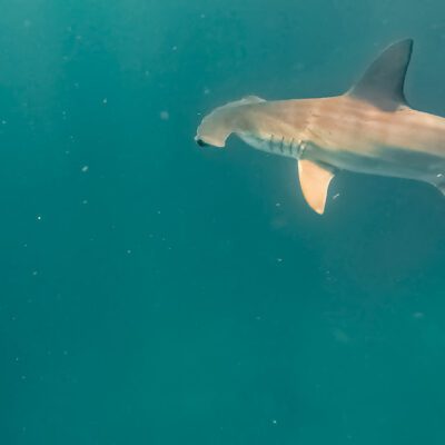 Poznávací zájazd Galapágy plávanie so žralokmi