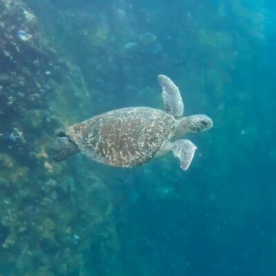 Poznávací zájazd Galapágy plávanie s korytnačkami