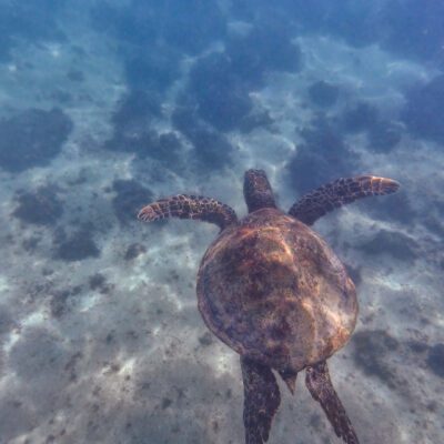 Poznávací zájazd Galapágy plávanie s uškatcami