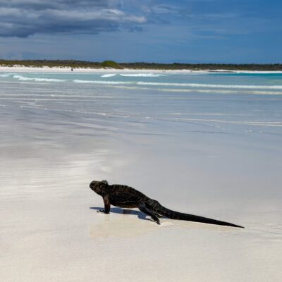 Poznávací zájazd Galapágy leguán Tortuga Bay