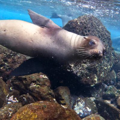 Poznávací zájazd Galapágy plávanie s uškatcami