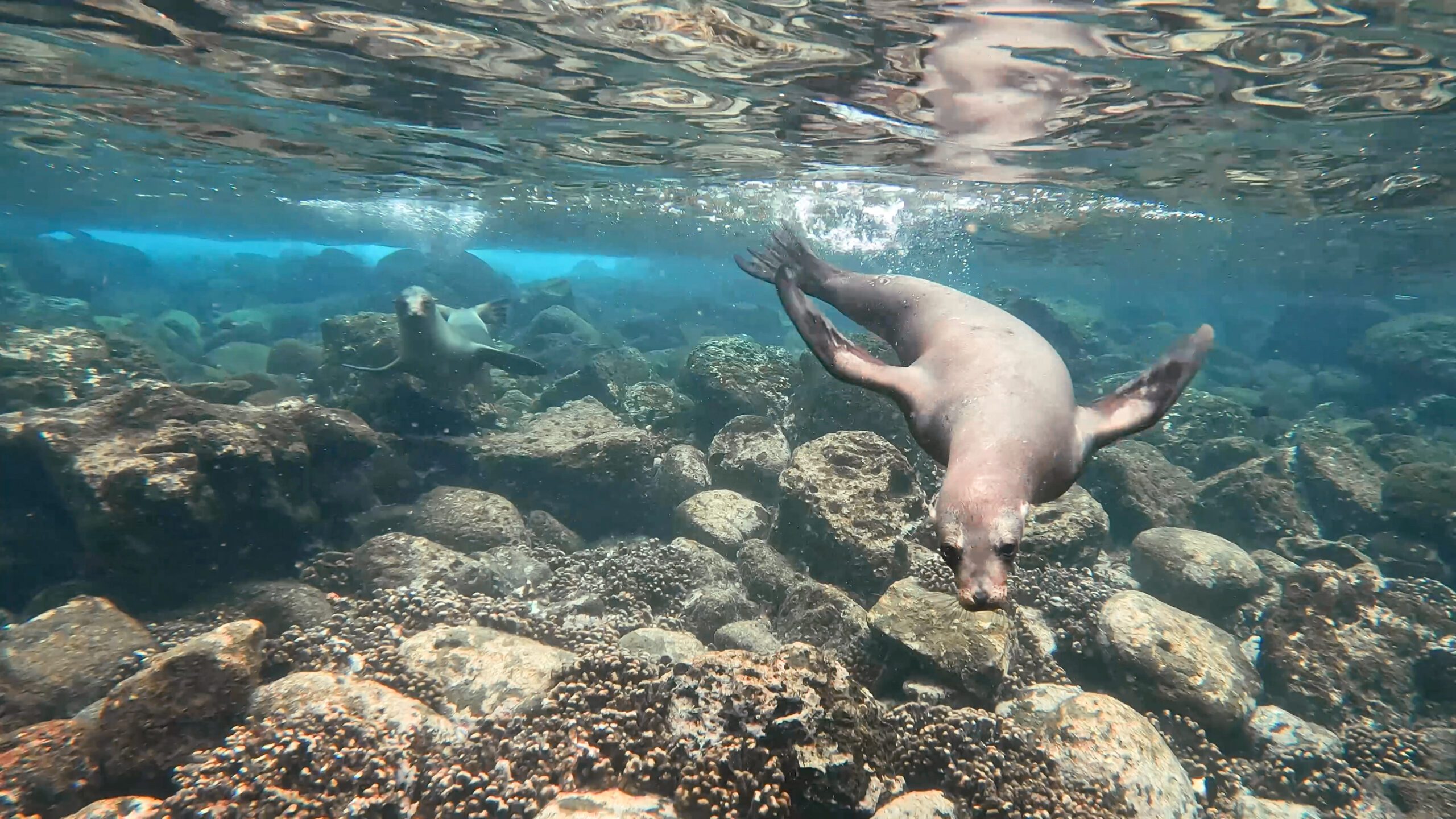 Poznávací zájazd Galapágy plávanie s uškatcami