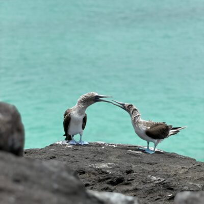 Poznávací zájazd Galapágy blue footed boobey