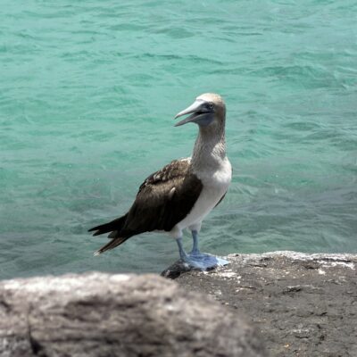 Poznávací zájazd Galapágy blue footed boobey