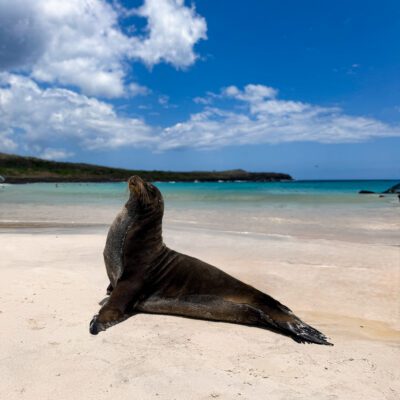 Poznávací zájazd Galapágy uškatec na pláži