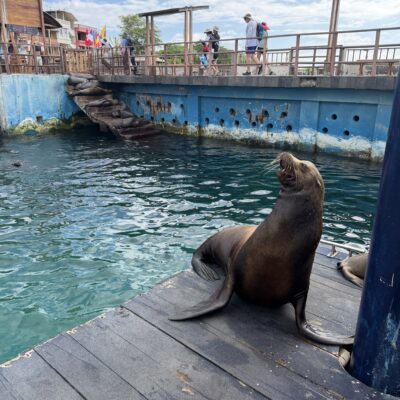 Poznávací zájazd Galapágy uškatce