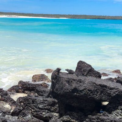 Poznávací zájazd Galapágy Tortuga Bay leguán