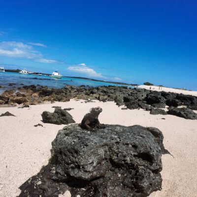 Poznávací zájazd Galapágy leguán