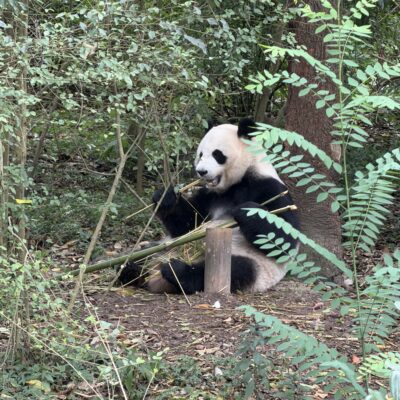 Zájazd Čína Chengdu panda park