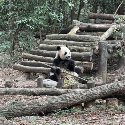 Zájazd Čína Chengdu panda park